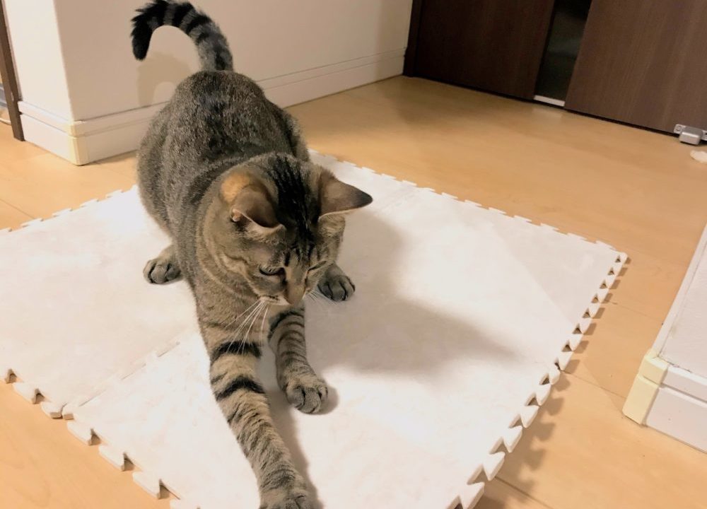 daiso-mat-8